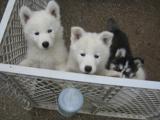 Top row: boy. Bottom row: b/w girl, Jasmine, b/w boy, white-and-biscuit girl