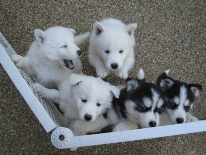 Top row: Jasmine, Ziggy. Bottom row: Zelda, Indy, b/w girl