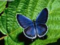 Blue butterfly.jpg