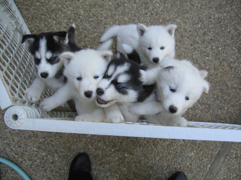 Top row: boy. Bottom row: b/w girl, Jasmine, b/w boy, white-and-biscuit girl